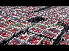 Clasificadora de Apple