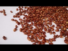 Máquina para clasificar las dátiles