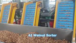 Máquina clasificadora multigrado de nueces, impulsada por IA, ahorro de mano de obra de alta precisión ④